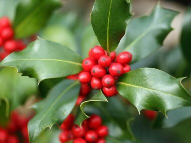 Are Holly Berries Edible